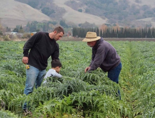 Ag Angle: San Martin, California