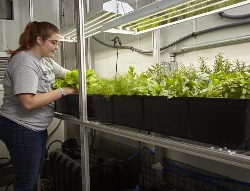 Getting Started With Hydroponics