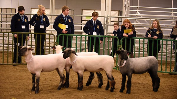 Livestock Evaluation