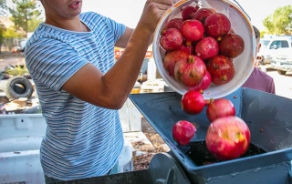 FFA member filling bins with fresh pomegranates.