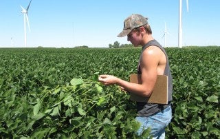 Nate Leystra crop scouting