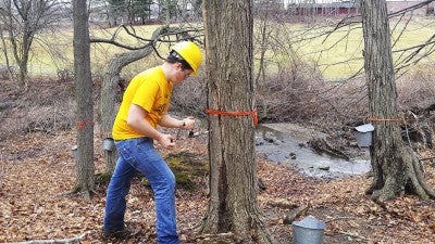 Tap maple tree