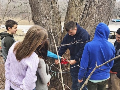 work in the sugarbrush
