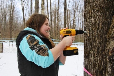 tap a maple tree