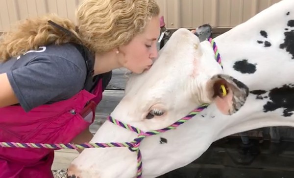 Girl Kissing Cow Press Release Featured Image 600x364