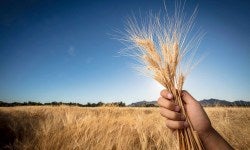 Grain-2560x1550-optimized