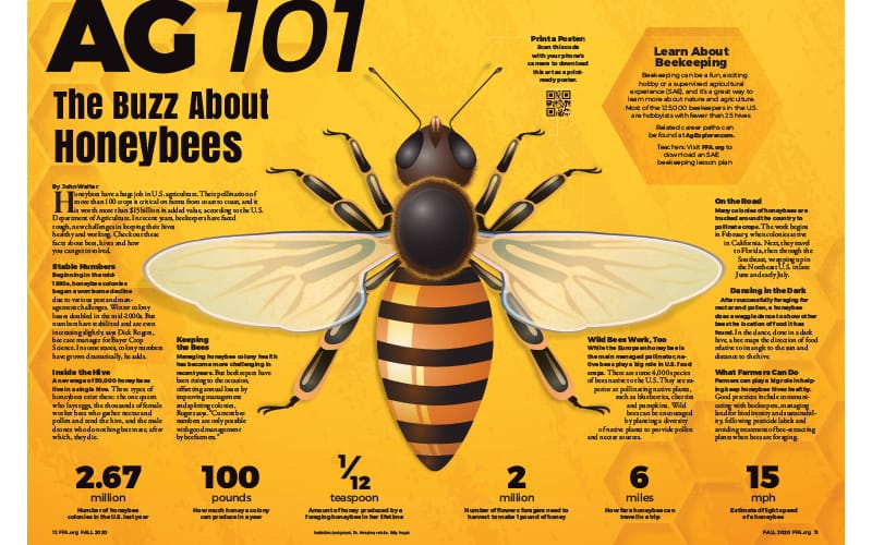 Ag 101: The Buzz About Honeybees