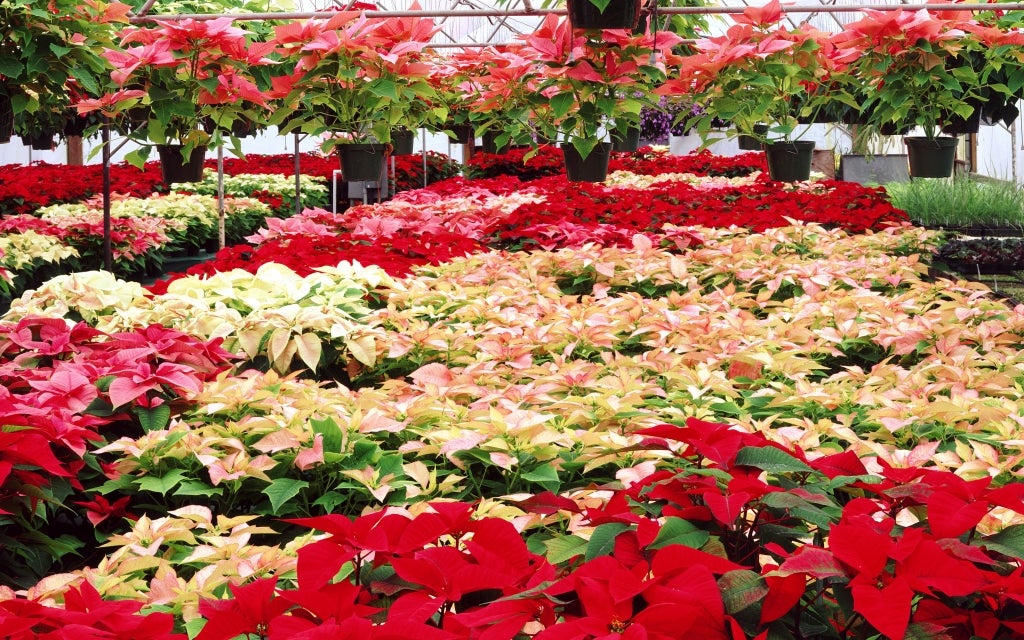 8 Fun Facts to Know About Poinsettias National FFA Organization