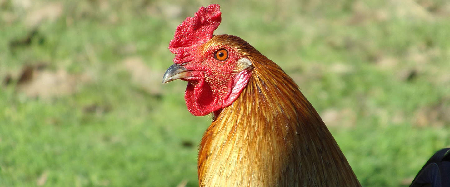poultry sae