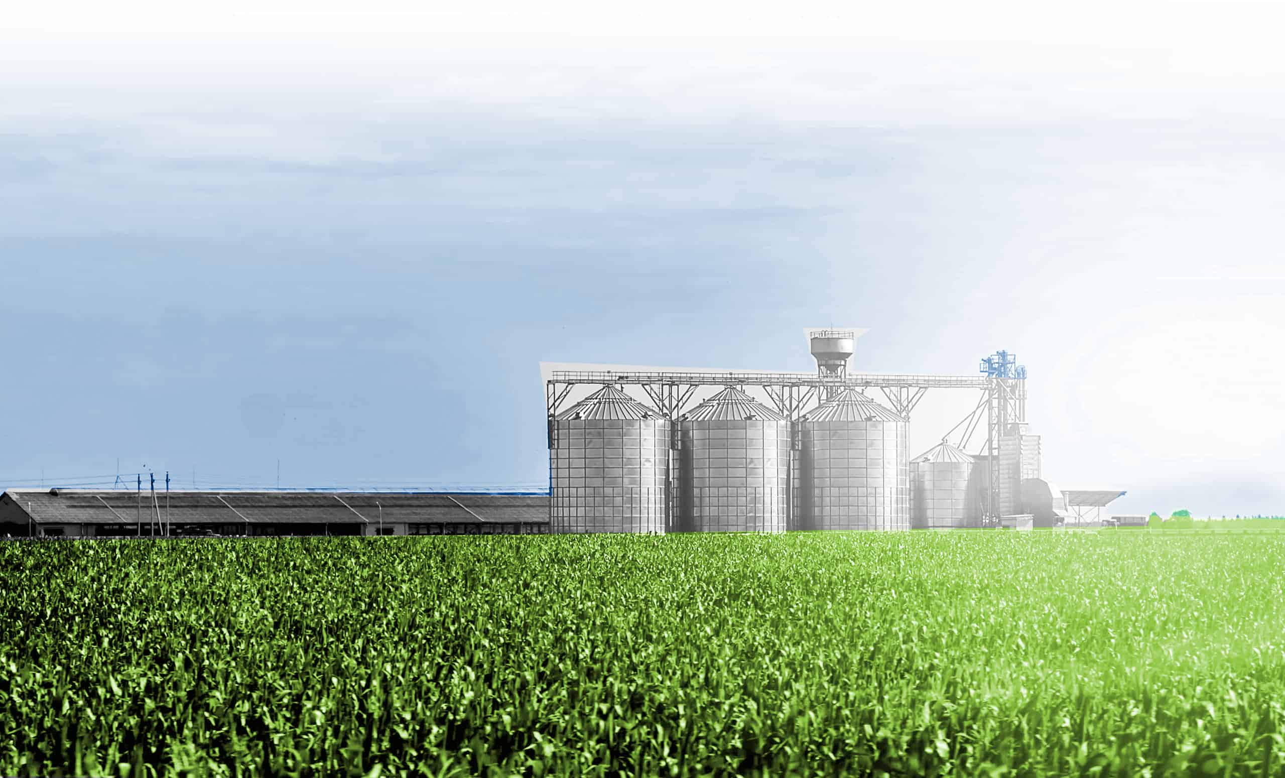 Cornfield 2560x1550