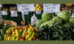 Agribusiness-Pathway-Owl-Chat-Featured-Image