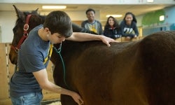 Animals-Systems-Pathway-Owl-Chat-Featured-Image
