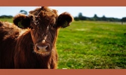 Officer-Engagement-Owl-Chat-Featured-Image