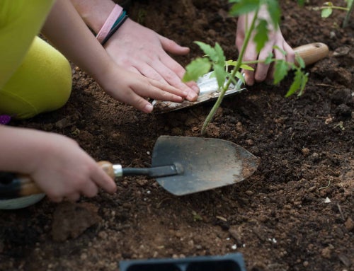8 Steps to Build a Raised Garden Bed