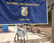 John Jay FFA