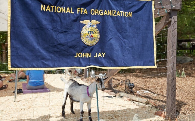 John Jay FFA