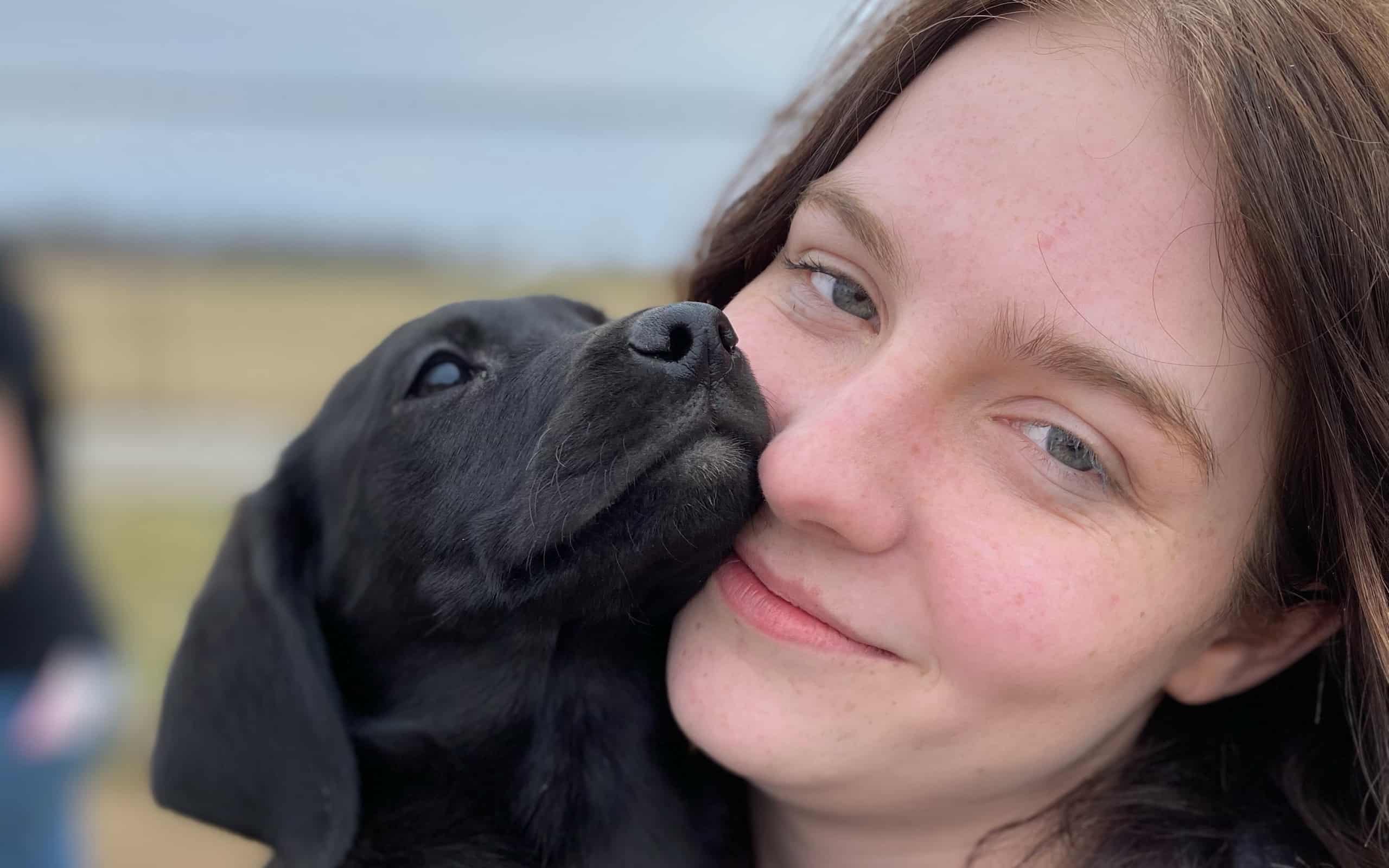 Seizures in best sale black labs