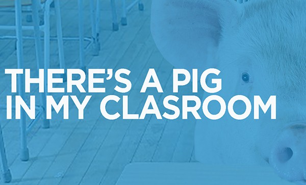 There's a Pig in the Classroom - PF Featured Image