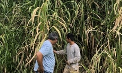 Castle FFA Bana Grass