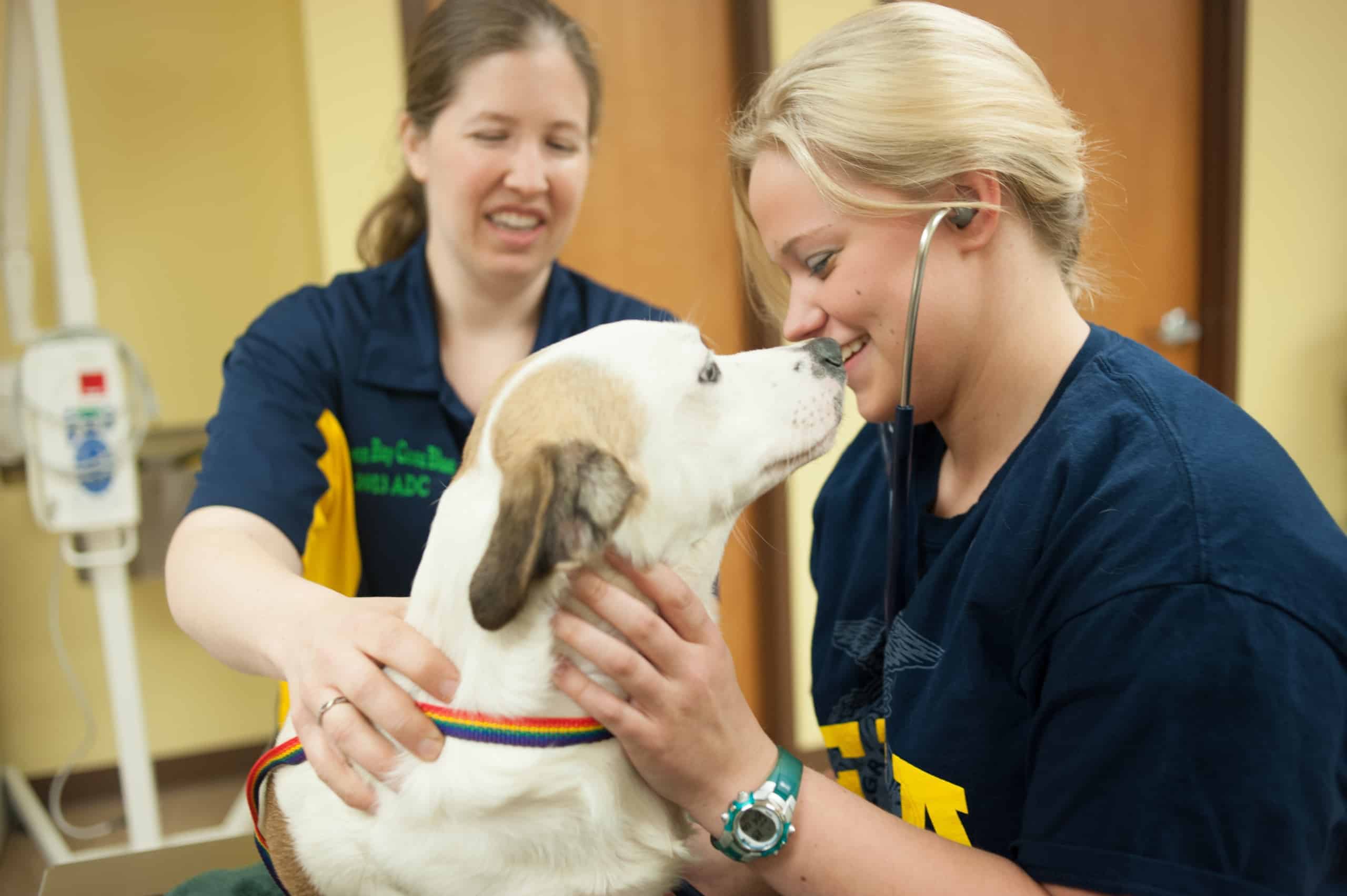 6 Tips for a Career in Veterinary Medicine - National FFA Organization