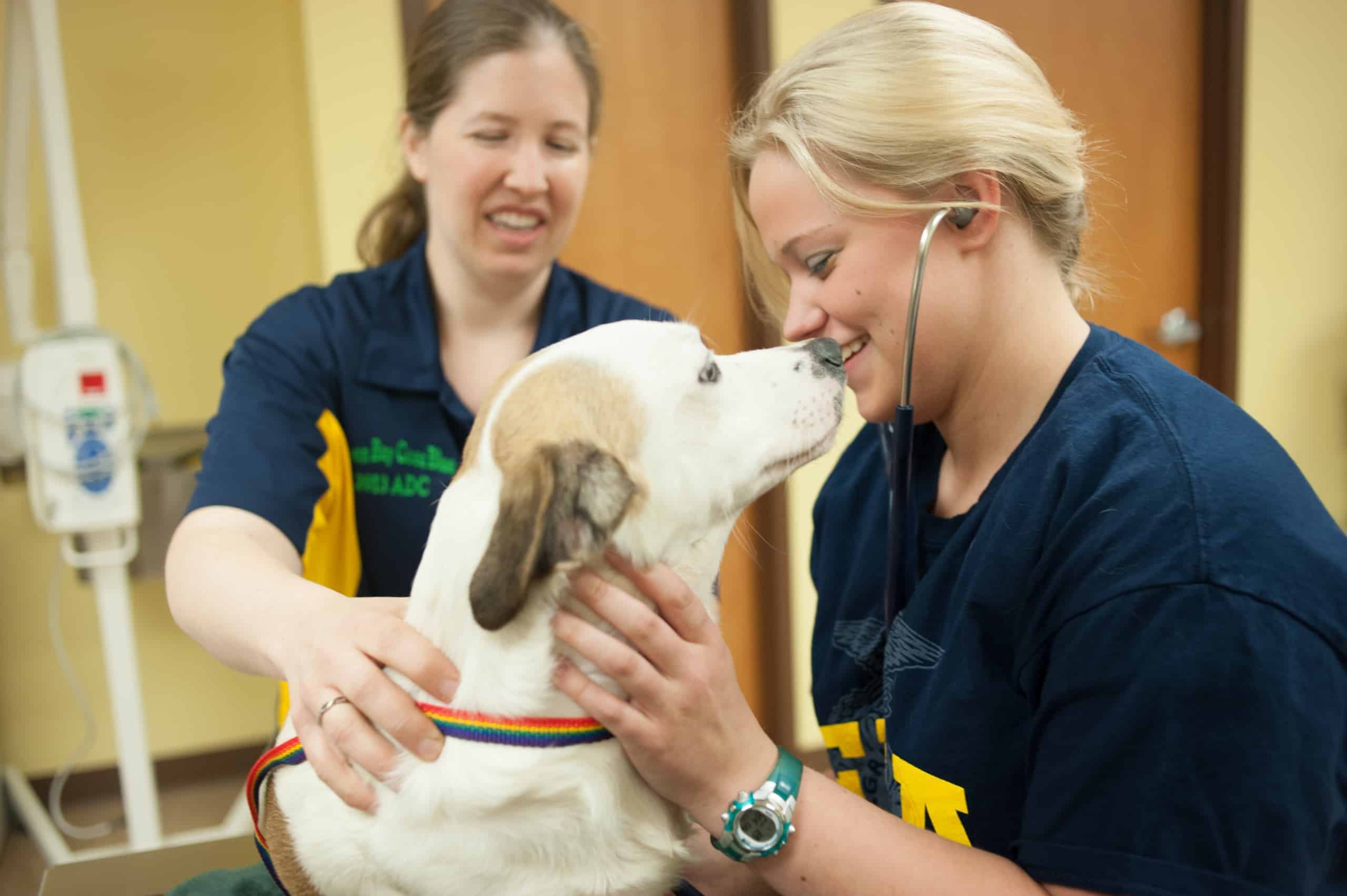 6-tips-for-a-career-in-veterinary-medicine-national-ffa-organization