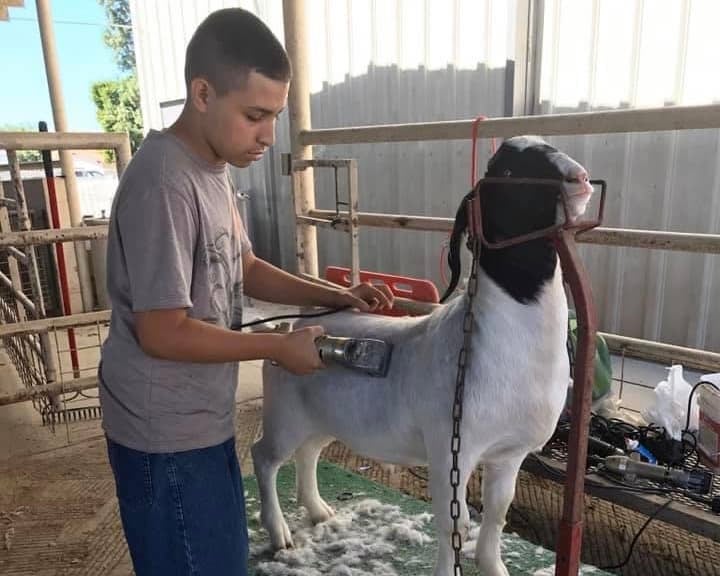 Patrick Guizar joined FFA after seeing photos of his family members, including his mother and uncle, showing livestock.