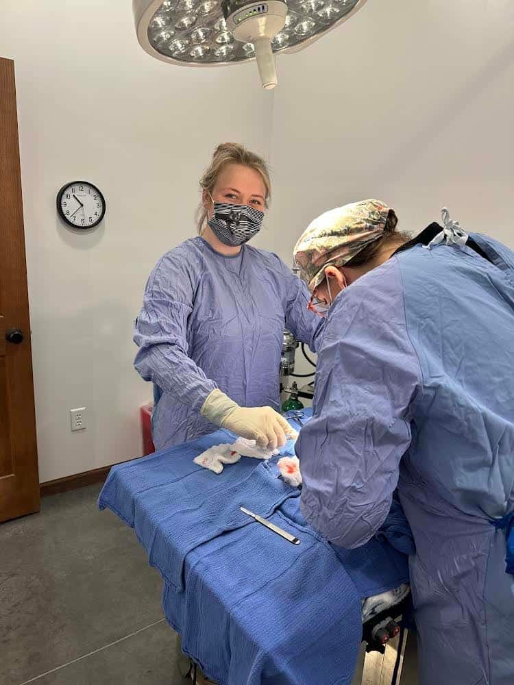 Ellis Rogers assisting the Doctor in performing a femoral head ostectomy on a feline.