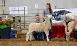 Alexis is pictured showing at the Ohio State fair