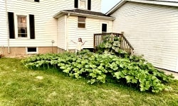 Hipkins poses with her pumpkin patch summer 2024