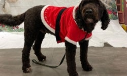 Boone - Lebanon High School's Therapy Dog