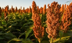 Sorghum field