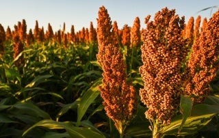 Sorghum field