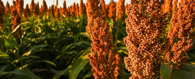 Sorghum field