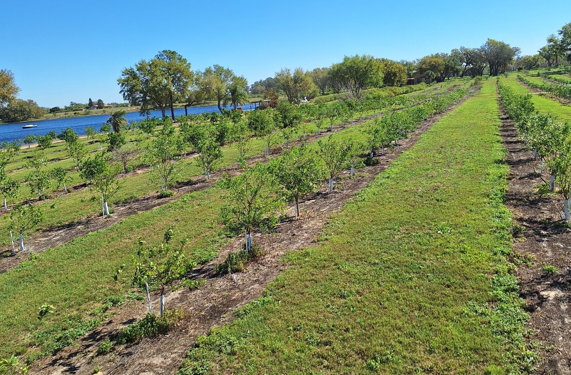 Showcase of Citrus has hundreds of trees they harvest each year. <yoastmark class=