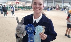 A young women, in a blue FFA jacket, holding a grey rabbit and two blue ribbons. She smiles proudly, and is standing in the middle of the barn, with goat pens behind her in the distance.