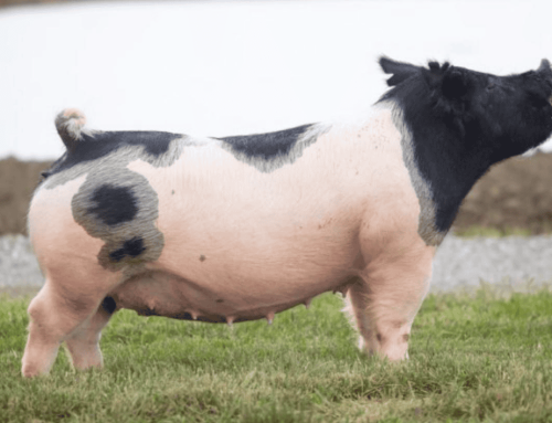 Tips and Tricks for Raising a Market Hog