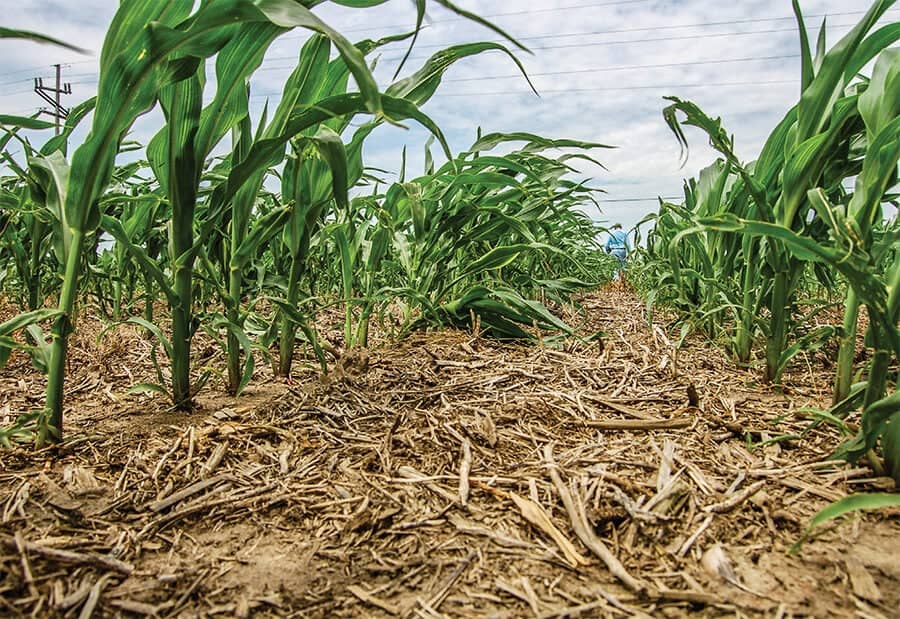 Picture of no-till farming shows crops thriving.
