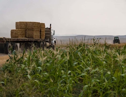 Montana’s Dryland Farmers Cultivate a Sustainable Future