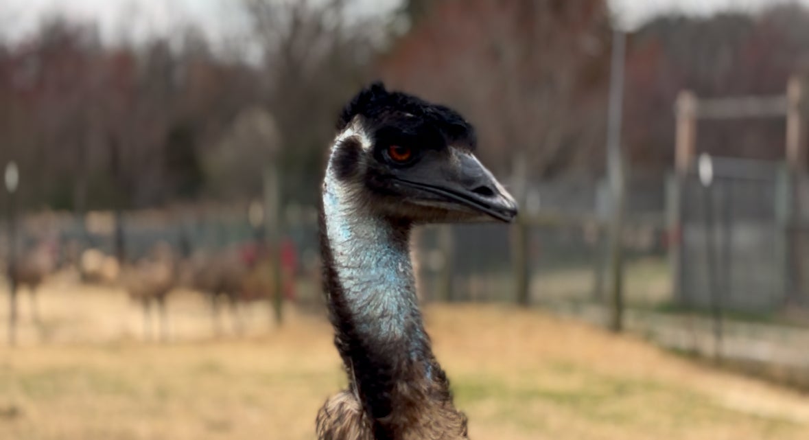 Close-up shot of an Emu. The largest Emu production farm in the country is located in Liberty, N.C.