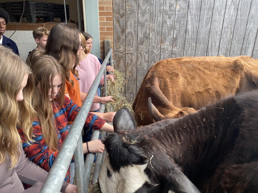 Olney FFA Chapter members feed and pet the cows at CHSAS farm.