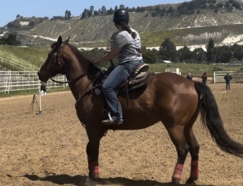 Galloping to Glory