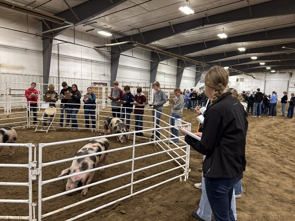 One of the ways Giltner FFA members dive into FFA is competing in career development events, such as livestock judging. Photo courtesy of Kelsey Schulte.