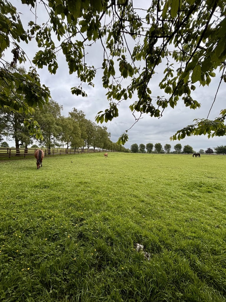 Horses sit in a field at the Irish Race Horse Experience in Tully East, Ireland.