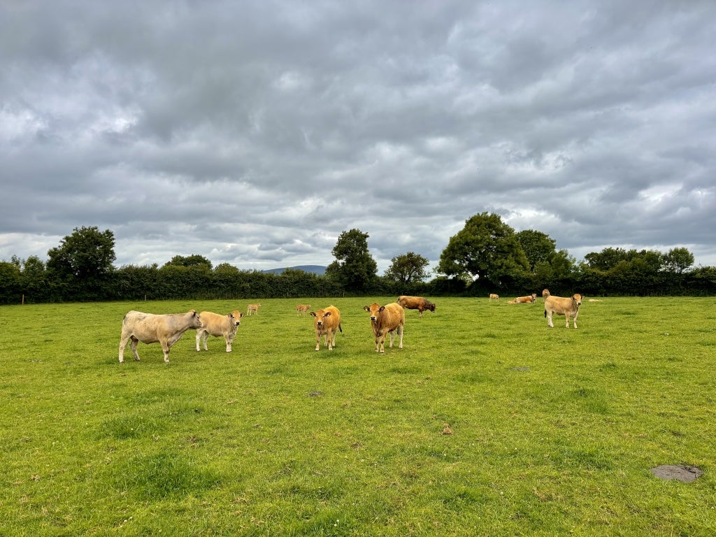 Cattle graze in a field in the Kilkenny Region of Ireland.