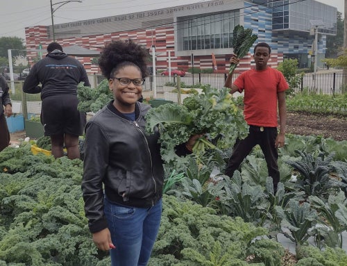 Chicago Youth Harvest Potential on Student-Run Farm