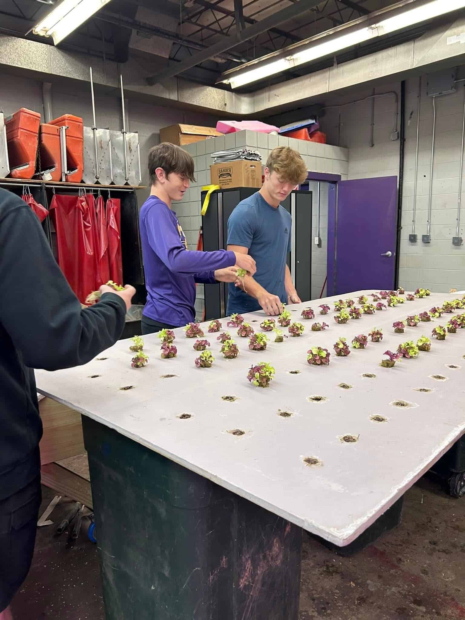 Paoli FFA members add starter plants to their hydroponics system. Photo courtesy of Samantha Goen.