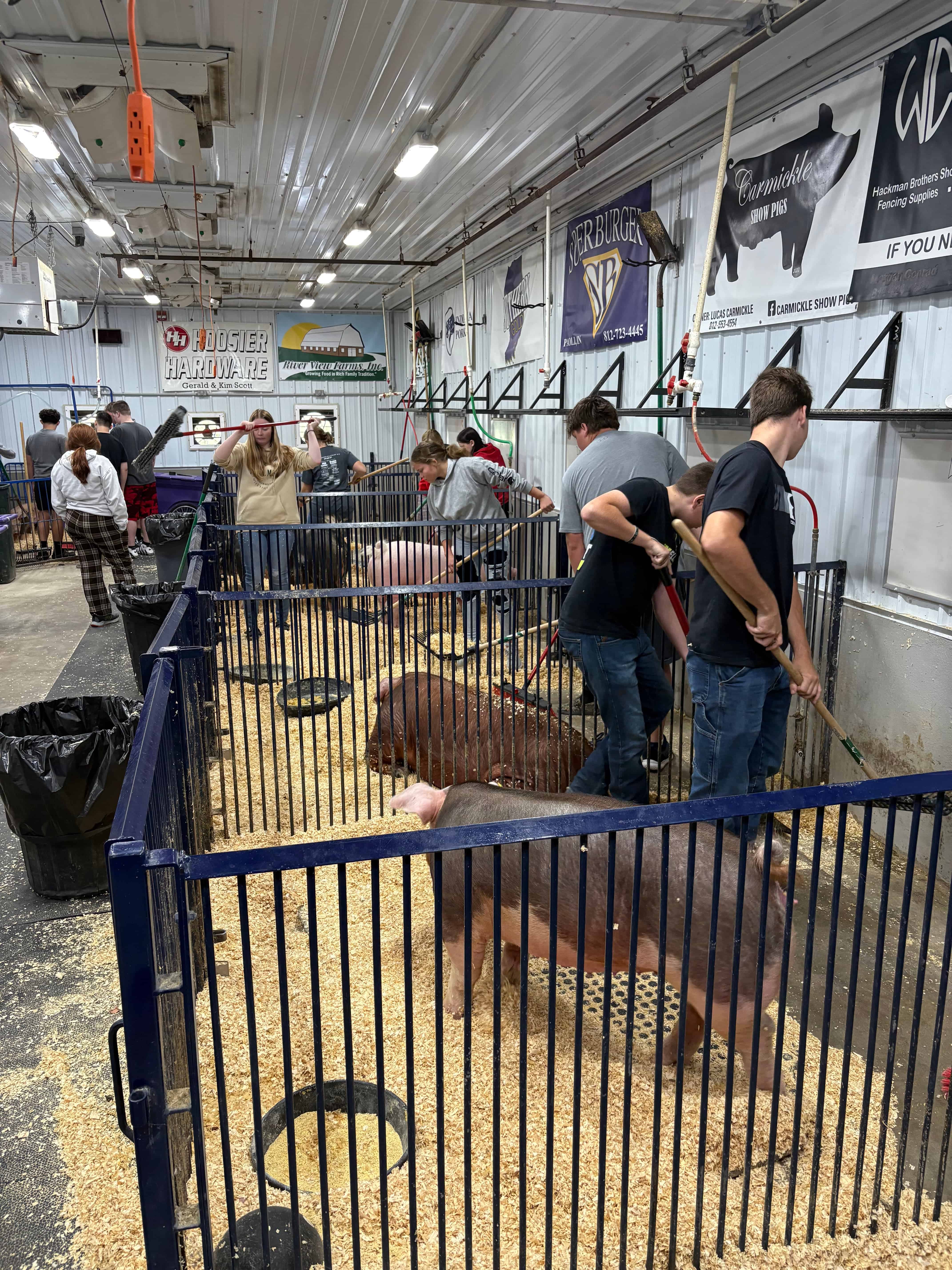 Paoli FFA members clean their pigs’ pens. Photo courtesy of Samantha Goen. 