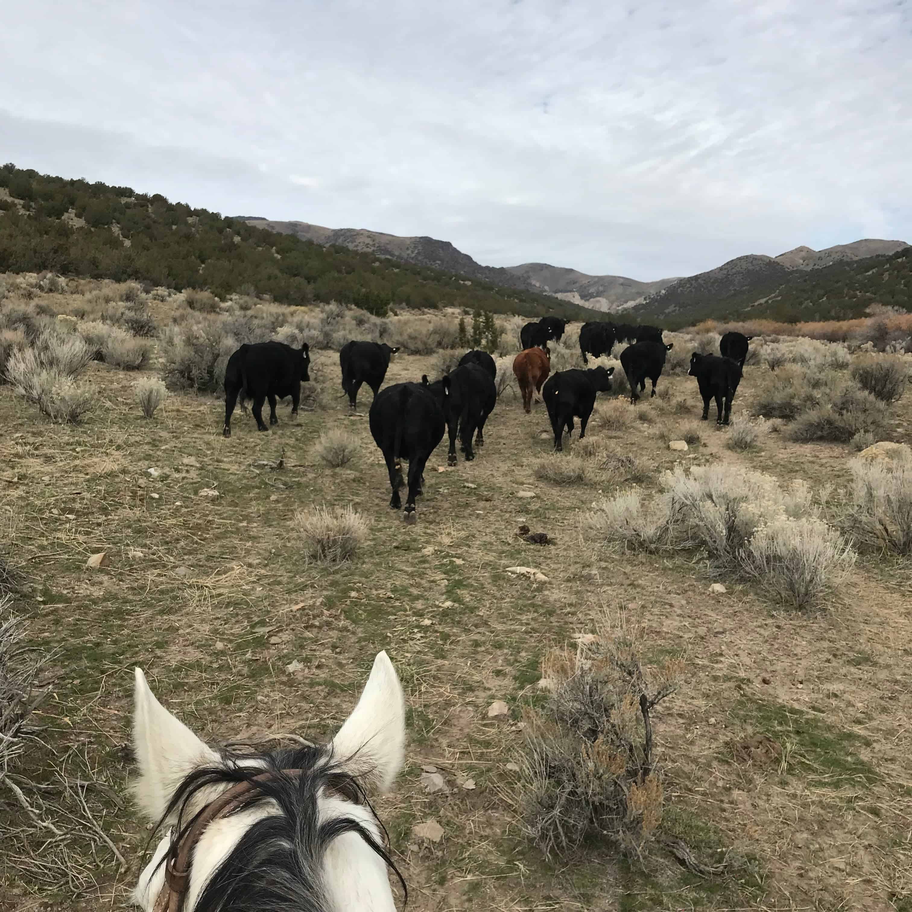 Holden’s point of view from the saddle. Photo courtesy of Darrell Holden.