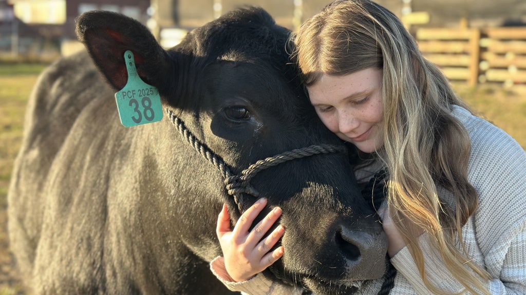 Academy at the Farm FFA Vice President Kenslee Thompson spends time with her market steer. 