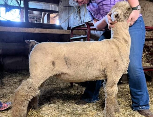 Where Heart Meets Agriculture: Rebecca Risley’s Journey Back to the Barn